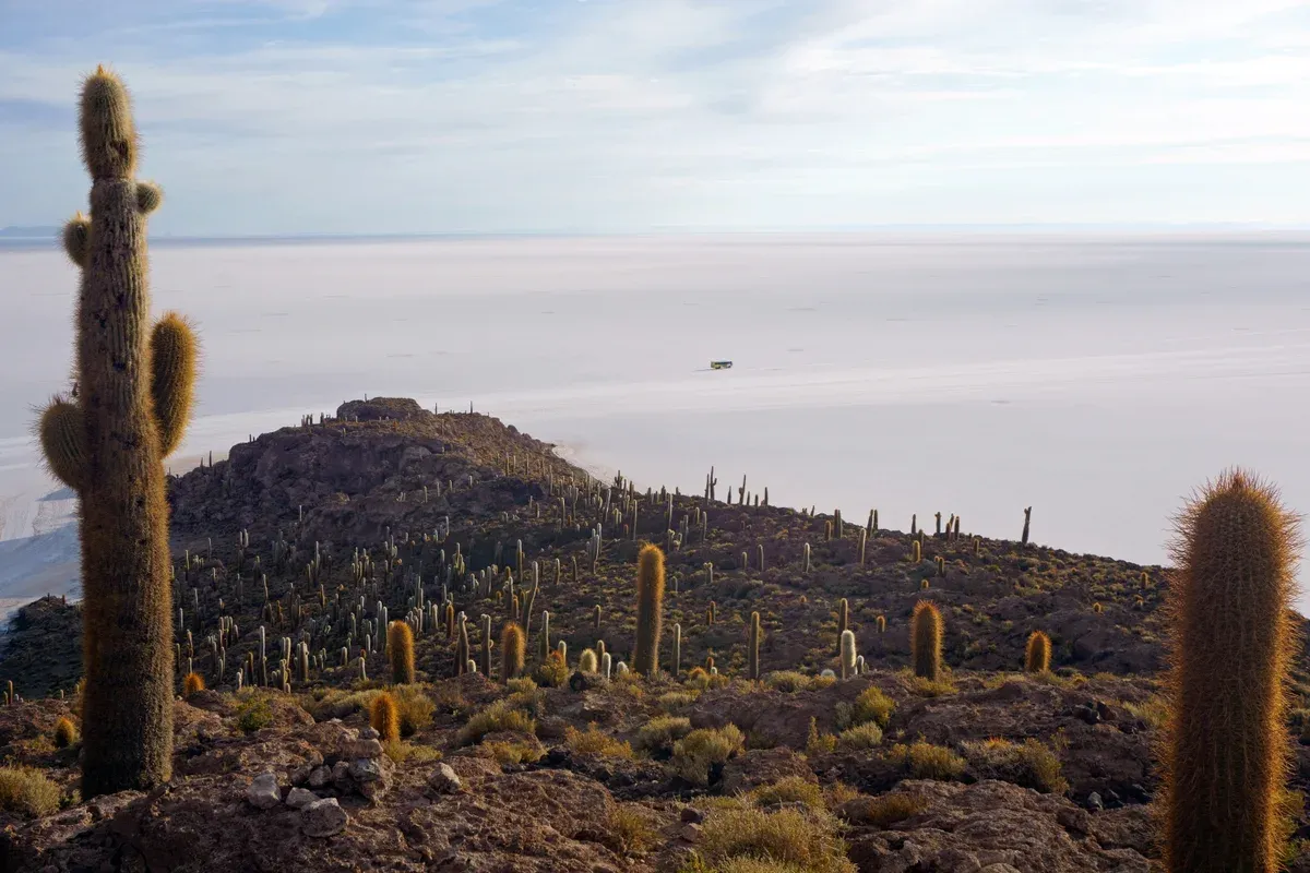 Giant cacti on Incahuasi Island above the white salar on an Uyuni salt flats tour