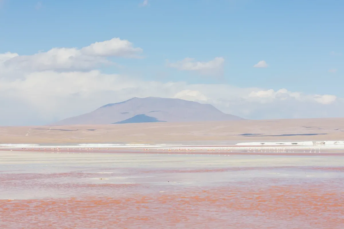 Andean flamingos feeding in the red water of Laguna Colorada on a three-day Uyuni salt flats tour